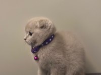 Özel renk scottish fold lilac renk anatomi harikası