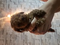 Teacup toy poodle yavrularımız