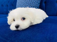 MALTESE TERİER YAVRULARI SON DERECE SAĞLIKLI
