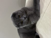 4 Yaşında Scottish Fold (Kısırlaştırılmış)