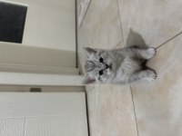 Scottish fold kediler