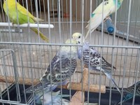Yavru muhabbet kuşları son 9 adet