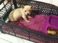 Pinscher köpeğimiz