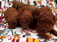 BİRBİRİNDEN TATLI TOY POODLE YAVRULARIMIZ