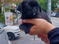 Süper pug bebekler