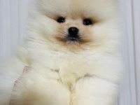 Pomeranian köpeğimiz