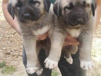ÜST KALİTE SAFKAN KANGAL YAVRULARIMIZ