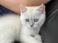British Shorthair 2 Aylık Erkek