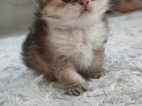 Chinchilla yavruları