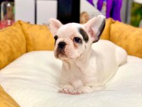 EŞSİZ GÜZELLİKTE ORJİNAL SAFKAN FRENCH BULLDOG YAVRULAR