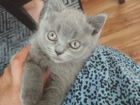 British shorthair