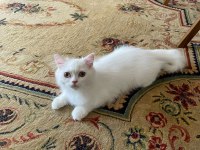 Chinchilla yavrularımız yeni yuvalarını arıyor
