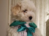 Oyuncu ve çok sevimli maltipoo cinsi yavru