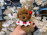 Toy garantili poodle bebekler