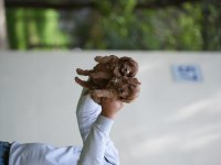 Poodle 35 günlük