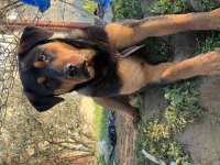 11 aylık kısır sağlıklı rottweiler