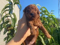 Son Dişi Toy Poodle Yavrumuz