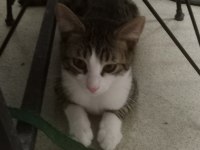 İZMİR KEDİMİZ LÜTFEN AÇIKLAMAYI OKUR MUSUNUZ