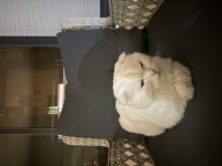 Scottish Fold ACİL!