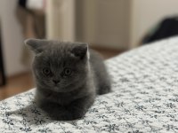 Tatlı yavrumuza yeni yuva arıyoruz scottish fold