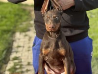 Show Kalite Safkan Doberman Yavruları