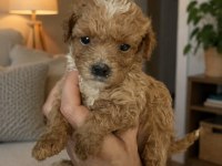 Büyümeyen Boy Red Maltipoo Bebeğim Pet Eğitimli