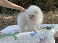 Pomeranian Boo karbeyaz show class