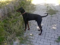 Doberman 4 Erkek 4 Dişi
