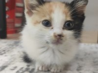 Eğitimli Minik Yavru Kedimiz Aksaray - Ücretsiz