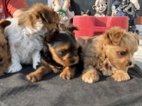 Ankaranın en seçkin tea cup morkie yavruları