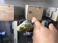 Jumbo ele alıştırmalık muhabbet kuşu yavrular