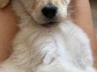 3 aylık golden retriever