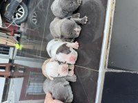 French Bulldog Üst Segment Orjinal