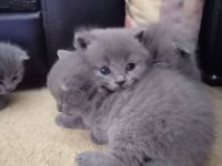 British shorthair çocuklarımı sahiplendiriyorum