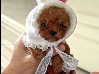 Toy Poodle Korean