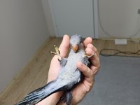 Kobalt Gri Özel Renk