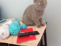2 yaşında uysal dişi scottish fold kedimiz