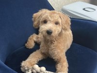 11 Aylık Maltipoo – Enerjik, Sevecen, Aşıları Tam