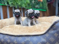 SAFKAN PUG YAVRULAR