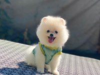 Pomeranian boo safkan ayı surat bebeklerim