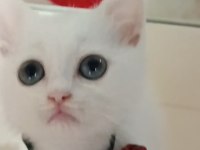 Dünya tatlısı scottish fold ve british yavrularım