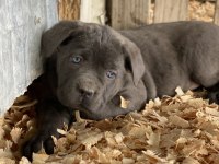 ÜST SEVİYE CANE CORSO YAVRULARI