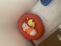Yavru Köpeğimiz