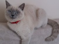Sevimli ve oyuncu minikler scottish fold