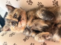 Yeni Yuvalarına Gitmeye Hazır Scottish Fold