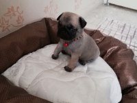 Yavru pug mops