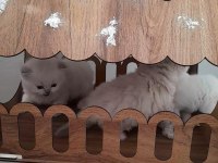 Maviş Gözlü British Shorthair Bebekler