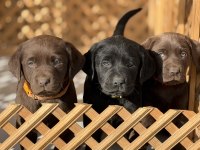 Çikolata Labrador Yavruları