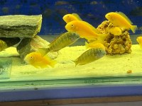 Karışık tropheus balıklar