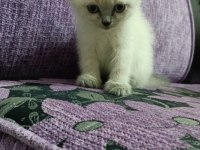 British shorthair erkek yavrular